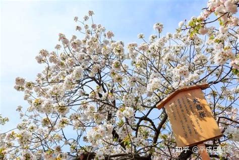 日本 名字 男|如何给自己起一个 “地道的日文名字” ？（男生版，内附人人都会。